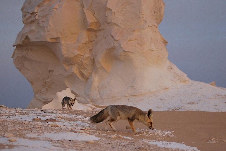 2-Day Bahariya Oasis White and Black Overnight Camping Jeep Tour