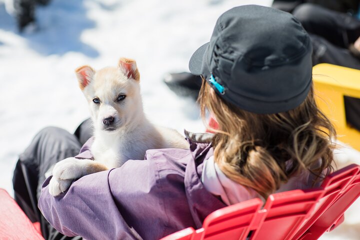 Anchorage Helicopter Glacier Dogsledding Tour