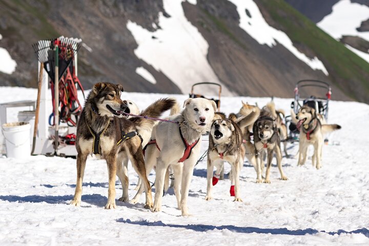 Anchorage Helicopter Glacier Dogsledding Tour
