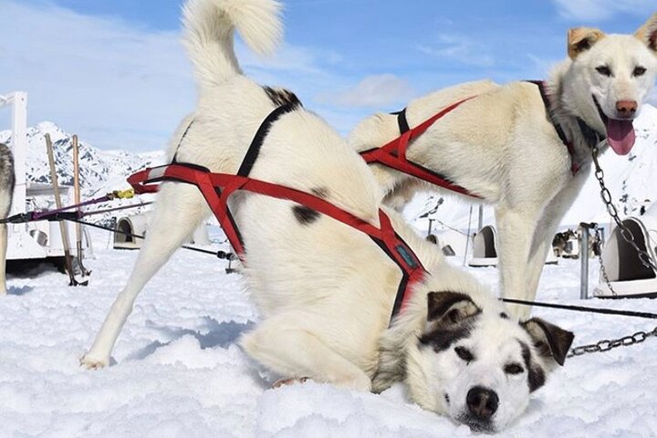 Anchorage Helicopter Glacier Dogsledding Tour