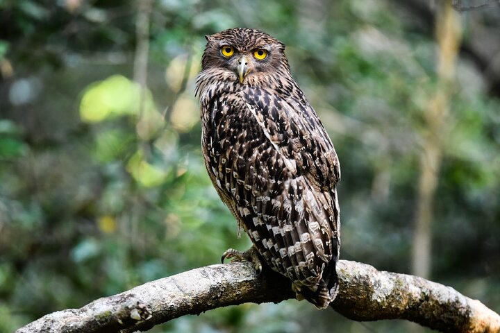 Wilpattu National Park Full Day Safari (Private & All-Inclusive)