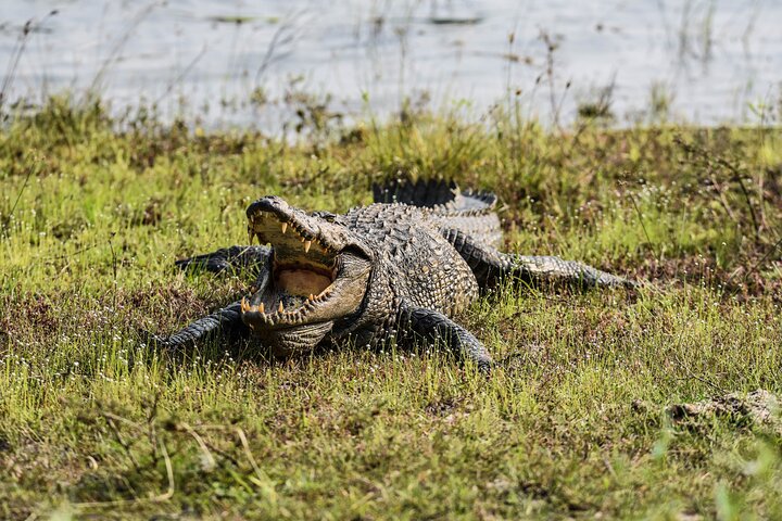 Wilpattu National Park Full Day Safari (Private & All-Inclusive)