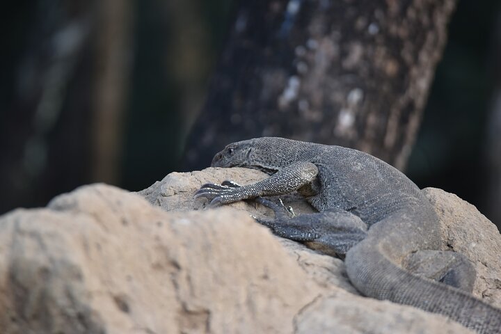 Wilpattu National Park Full Day Safari (Private & All-Inclusive)
