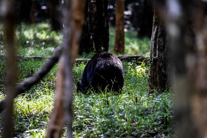 Wilpattu National Park Full Day Safari (Private & All-Inclusive)