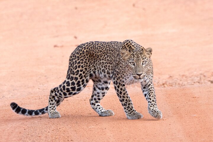 Wilpattu National Park Full Day Safari (Private & All-Inclusive)