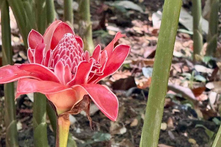 Bocas Del Toro Dolphin Bay, Chocolate Farm and Snorkel Tour