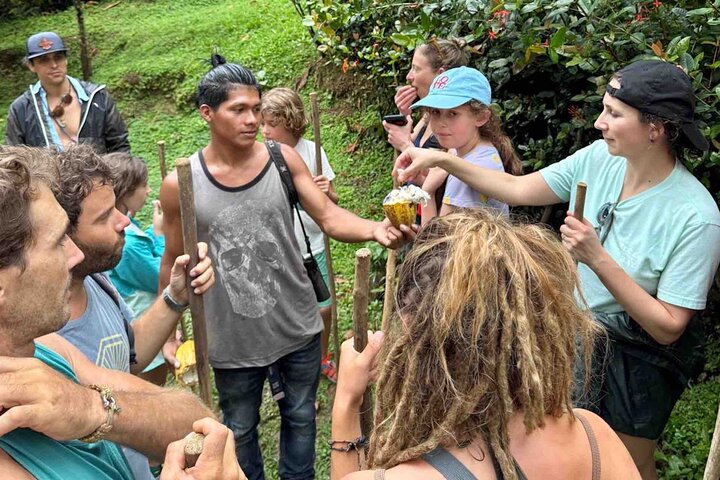 Bocas Del Toro Dolphin Bay, Chocolate Farm and Snorkel Tour