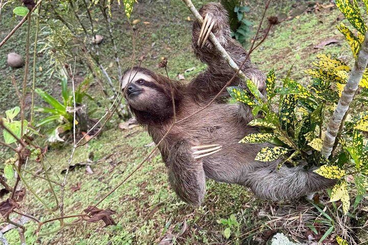 Bocas Del Toro Dolphin Bay, Chocolate Farm and Snorkel Tour