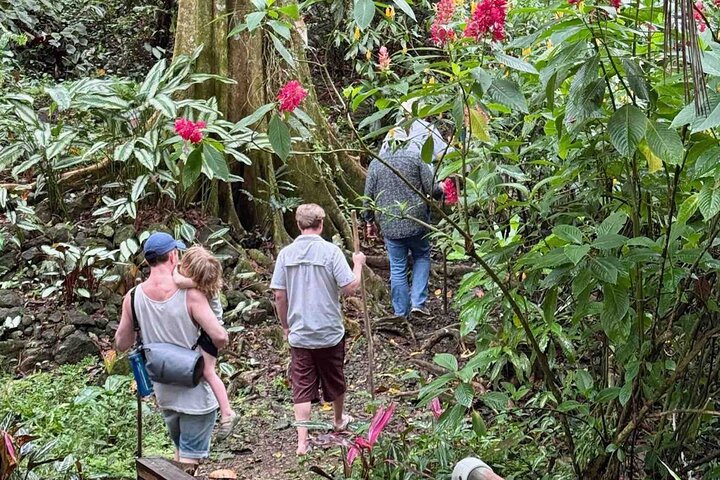 Bocas Del Toro Dolphin Bay, Chocolate Farm and Snorkel Tour