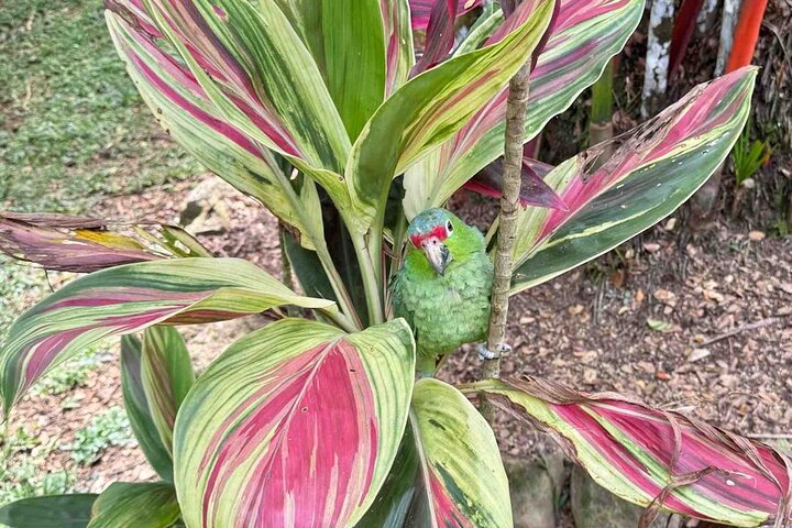 Bocas Del Toro Dolphin Bay, Chocolate Farm and Snorkel Tour