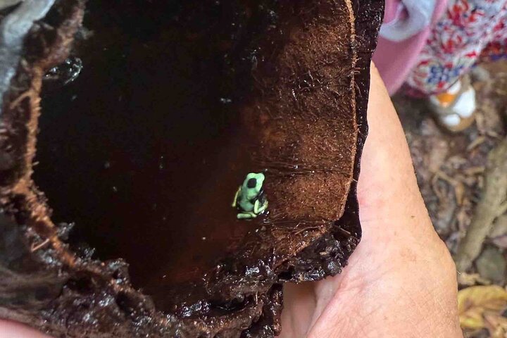 Bocas Del Toro Dolphin Bay, Chocolate Farm and Snorkel Tour