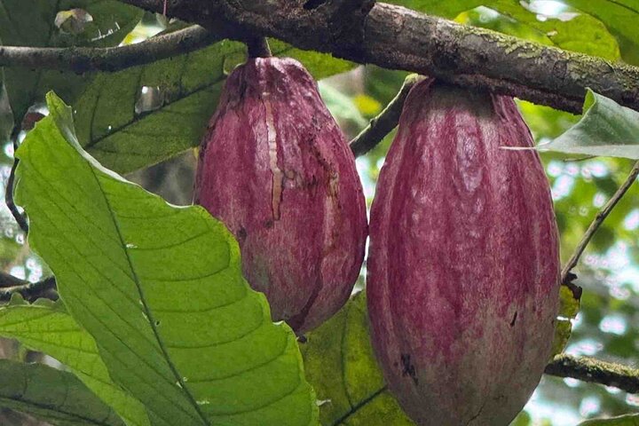 Bocas Del Toro Dolphin Bay, Chocolate Farm and Snorkel Tour