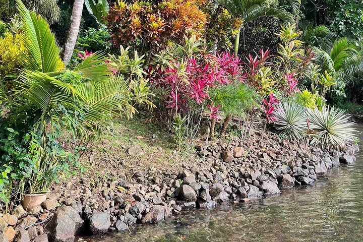 Bocas Del Toro Dolphin Bay, Chocolate Farm and Snorkel Tour