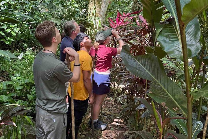 Bocas Del Toro Dolphin Bay, Chocolate Farm and Snorkel Tour