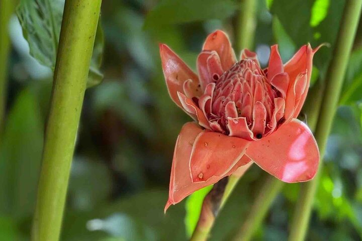 Bocas Del Toro Dolphin Bay, Chocolate Farm and Snorkel Tour