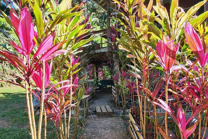 Bocas Del Toro Dolphin Bay, Chocolate Farm and Snorkel Tour