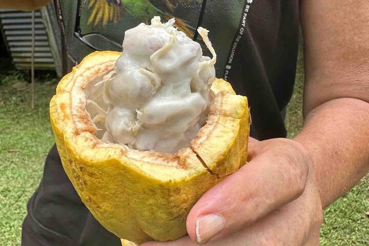 Bocas Del Toro Dolphin Bay, Chocolate Farm and Snorkel Tour