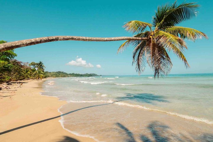 Bocas Del Toro Dolphin Bay, Chocolate Farm and Snorkel Tour