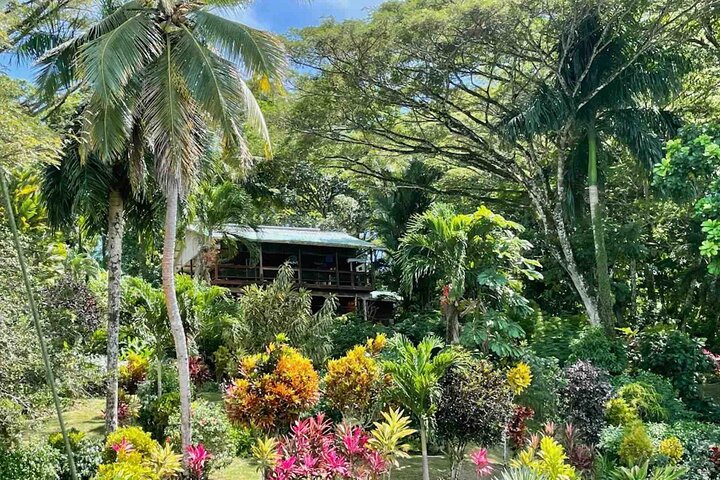 Bocas Del Toro Dolphin Bay, Chocolate Farm and Snorkel Tour