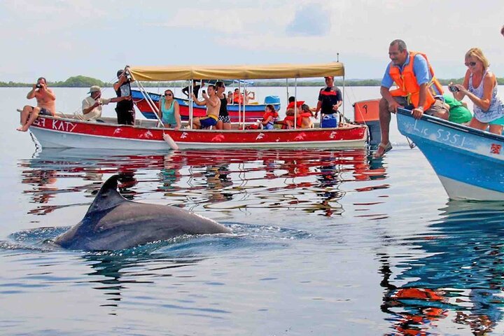 Bocas Del Toro Dolphin Bay, Chocolate Farm and Snorkel Tour