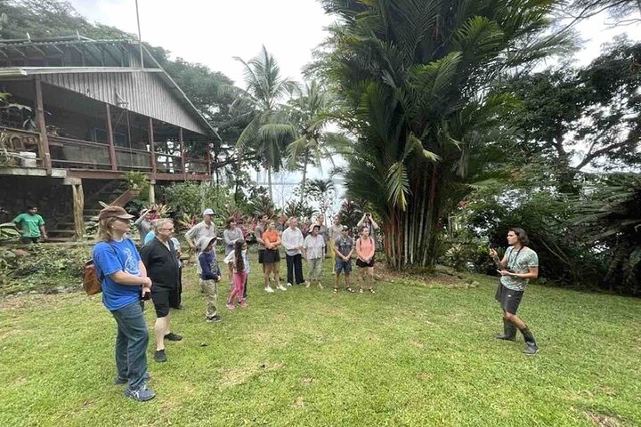 Bocas Del Toro Dolphin Bay, Chocolate Farm and Snorkel Tour