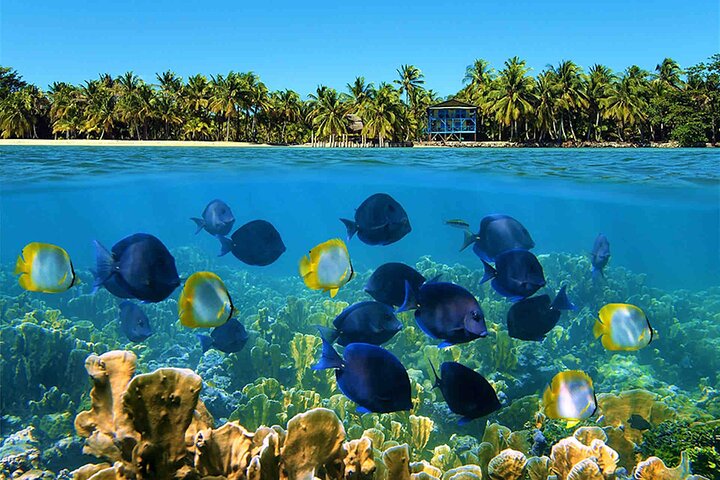 Bocas Del Toro Dolphin Bay, Chocolate Farm and Snorkel Tour