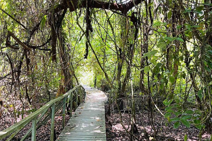 Bocas Del Toro Dolphin Bay, Chocolate Farm and Snorkel Tour
