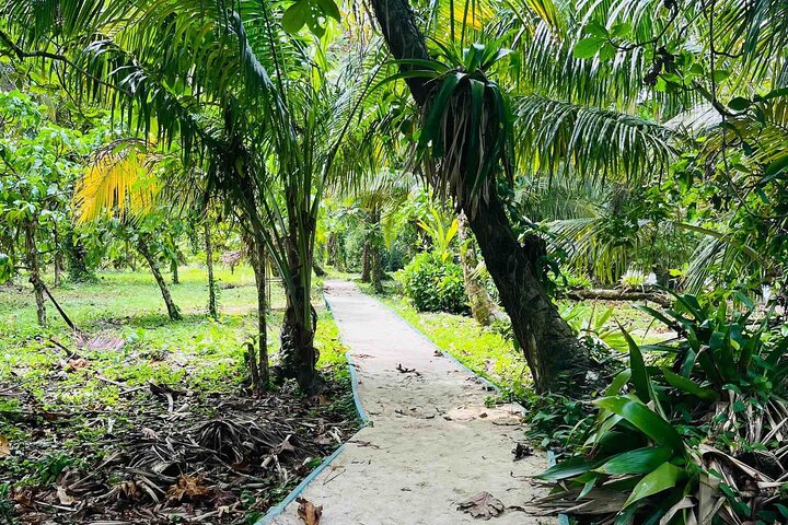 Bocas Del Toro Dolphin Bay, Chocolate Farm and Snorkel Tour