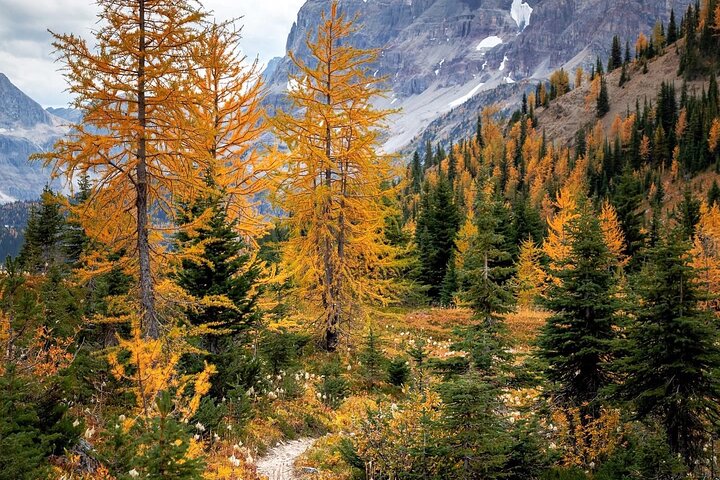 Lake Louise, Moraine, Emerald Lake, Johnston Canyon, Banff Town