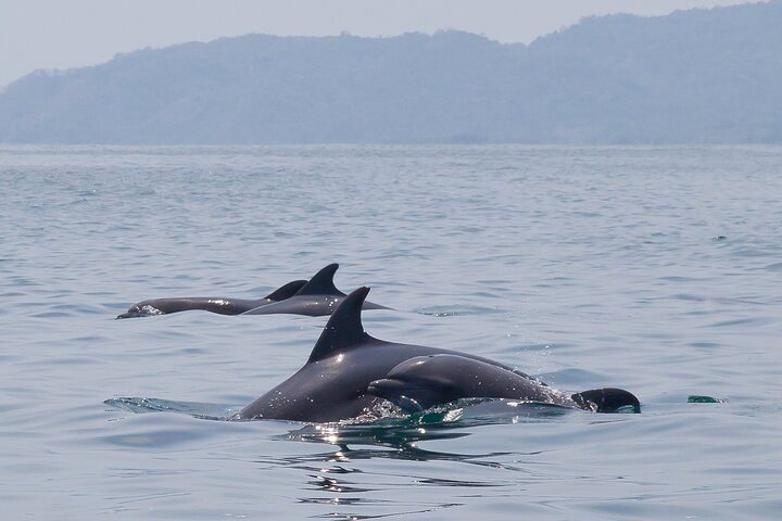 Tortuga Island Snorkeling Boat Tour from Santa Teresa Costa Rica