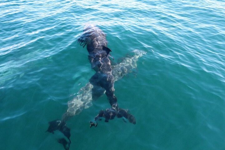 Tortuga Island Snorkeling Boat Tour from Santa Teresa Costa Rica