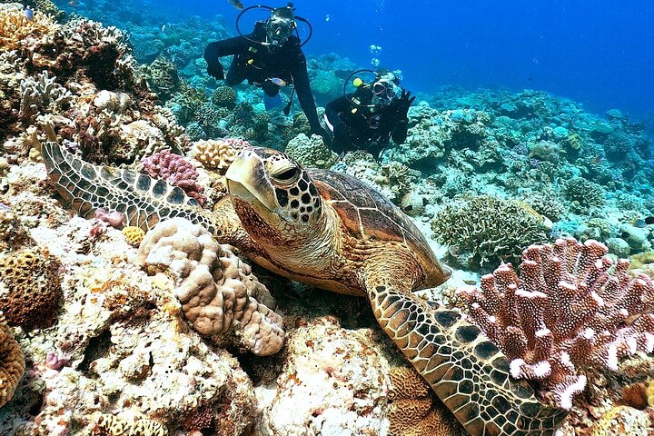 Okinawa/Naha:Full-Day Kerama Island Experience Diving/Snorkeling