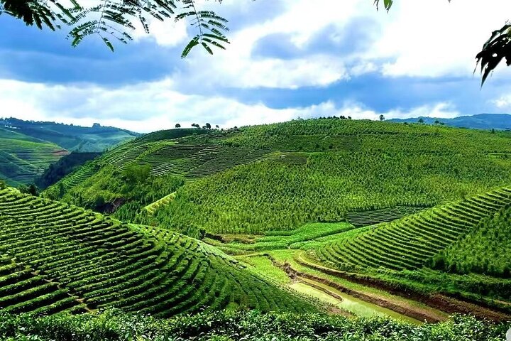 Puer Tea Picking and Tasting Morning Trip