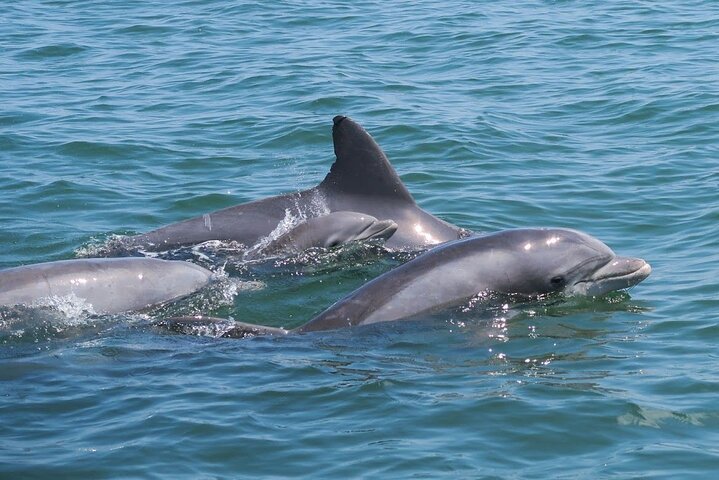 Private 12 Passenger Ocean & Bay Assateague Island Sunset Cruise