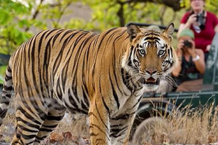 Ranthambore Safari with Canter or Gypsi