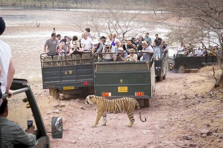 Ranthambore Safari with Canter or Gypsi