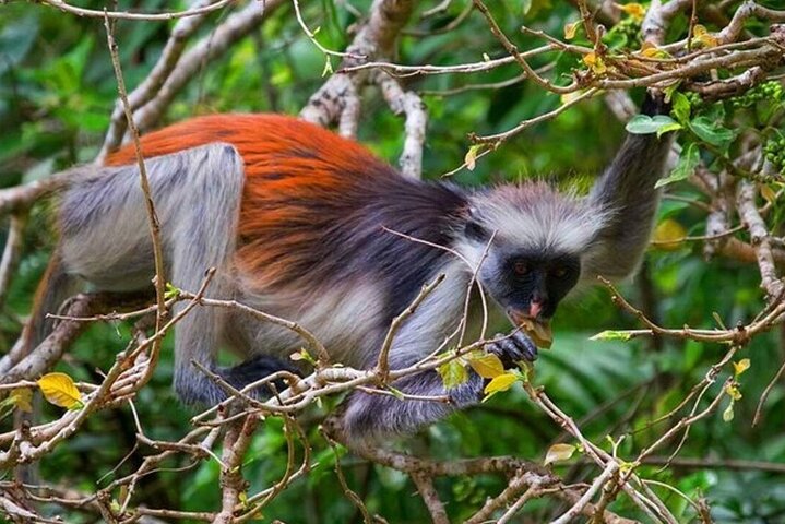 Full-Day Zanzibar Dolphins, Turtle Salaam Cave & Jozani Forest