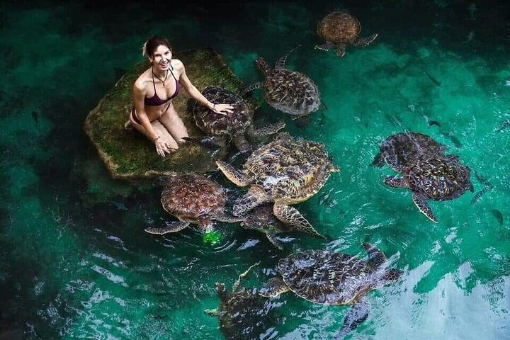 Full-Day Zanzibar Dolphins, Turtle Salaam Cave & Jozani Forest
