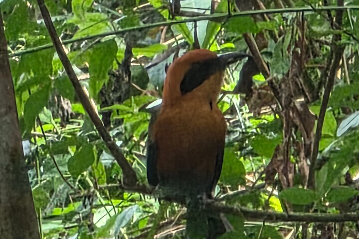 Gamboa Rainforest: Hike Trail, Boat Expedition & Optional Zipline
