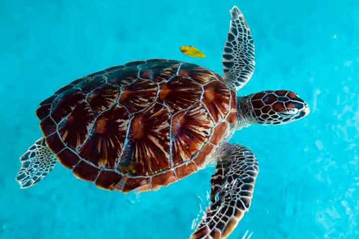 Full-Day Zanzibar Dolphins, Turtle Salaam Cave & Jozani Forest