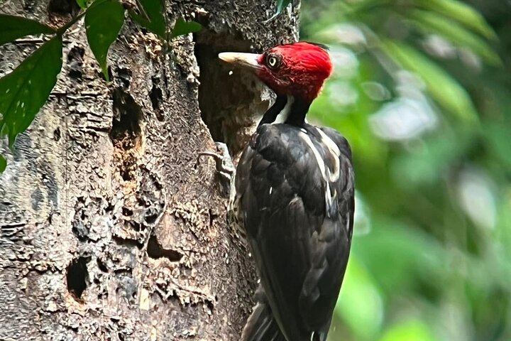 Corcovado National Park Sirena Day Tour From Puerto Jimenez