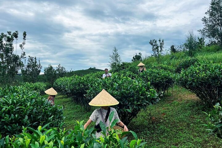 Puer Tea Picking and Tasting Morning Trip