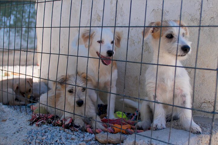 Make a dog's day and taste Greece in Skiathos