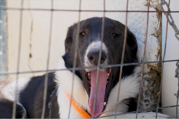 Make a dog's day and taste Greece in Skiathos