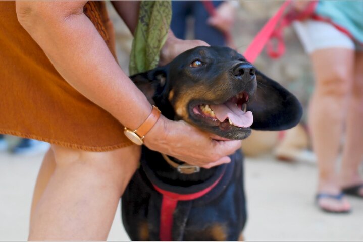 Make a dog's day and taste Greece in Skiathos