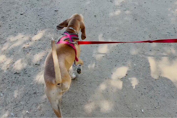 Make a dog's day and taste Greece in Skiathos