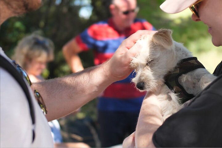 Make a dog's day and taste Greece in Skiathos