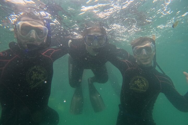 Guided Dive Snorkel c/ Photos in Turtle Paradise
