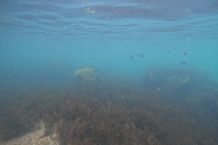 Guided Dive Snorkel c/ Photos in Turtle Paradise
