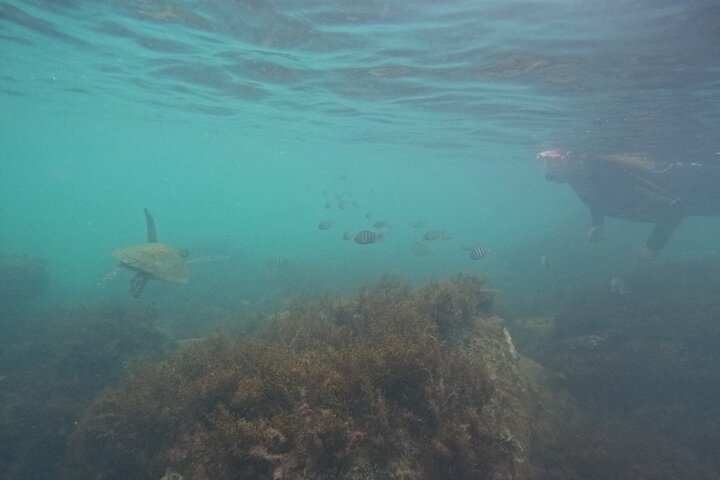 Guided Dive Snorkel c/ Photos in Turtle Paradise